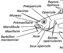 schema poisson devant